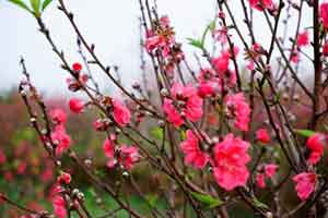 Thông báo nghỉ Tết Nguyên Đán năm 2017